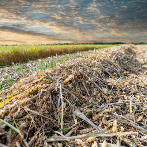 Firefly crop residues next to field 2992